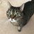 Melissa Williams's profile image
