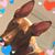 Jacqueline Pozza Barnoski's profile image