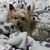 Debbie Voyles's profile image