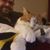Johnny Stabbo's profile image