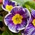 Dorothy Harris's profile image