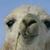 Israel Hernandez's profile image