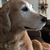 Linda Lapour's profile image