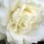JoAnn LoBello's profile image