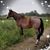 Melynda Meier-Vraspir's profile image