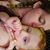 Rachel Charwood's profile image
