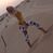 Tatiana Artamonova's profile image