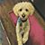 Paila Cherkofsky's profile image
