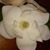 Adina L Maddox's profile image