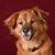 Susan J Pogue Juergensen's profile image