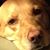 Ahleesha Mcmor Yesitsme's profile image