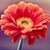 Carla Roybal's profile image
