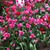 Gayle Fiandaca's profile image