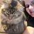 Joni Lobdell's profile image