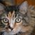 Mary Donker Syvertsen's profile image