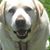 Don Merkle's profile image