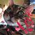 Elizabeth Miller Richard's profile image