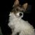 Sissie Brumbaugh's profile image