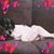 Valerie Perry Thorner's profile image
