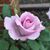 Linda Weikers's profile image