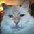 Larry Larson's profile image