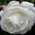 Maricruz Cornejo's profile image