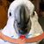 DeDe Bird's profile image