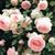 Sherry Kristmann's profile image