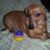 Laura Rosen's profile image
