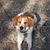 Wilbur Pigglett's profile image