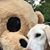 Scootie Scoot's profile image