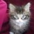 Karen Levine-Dawicki's profile image