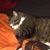 Tina Lewis Kozarik's profile image