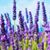 Cricket Schaub Trubey's profile image
