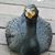 Sue Savage's profile image