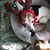 Dana Smith-Mansell's profile image