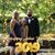 Melonie Fields's profile image