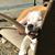Susan DArcangelo's profile image