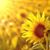 Sunnyside Farm's profile image