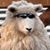 Ibrahim Hanania's profile image