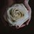 Mary Mathewson Ring's profile image