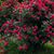 Linda Sicard's profile image