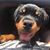 Jo Jo Brabazon's profile image