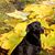 Ziva David's profile image