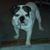 Bob Talcott's profile image