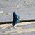 Kimberly Tumulty Cross's profile image
