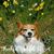 Ruth Allen's profile image