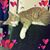 Jodi Costello Lightsey's profile image