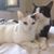 Rizo Rachel's profile image