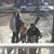 Tara Cox-Almon's profile image